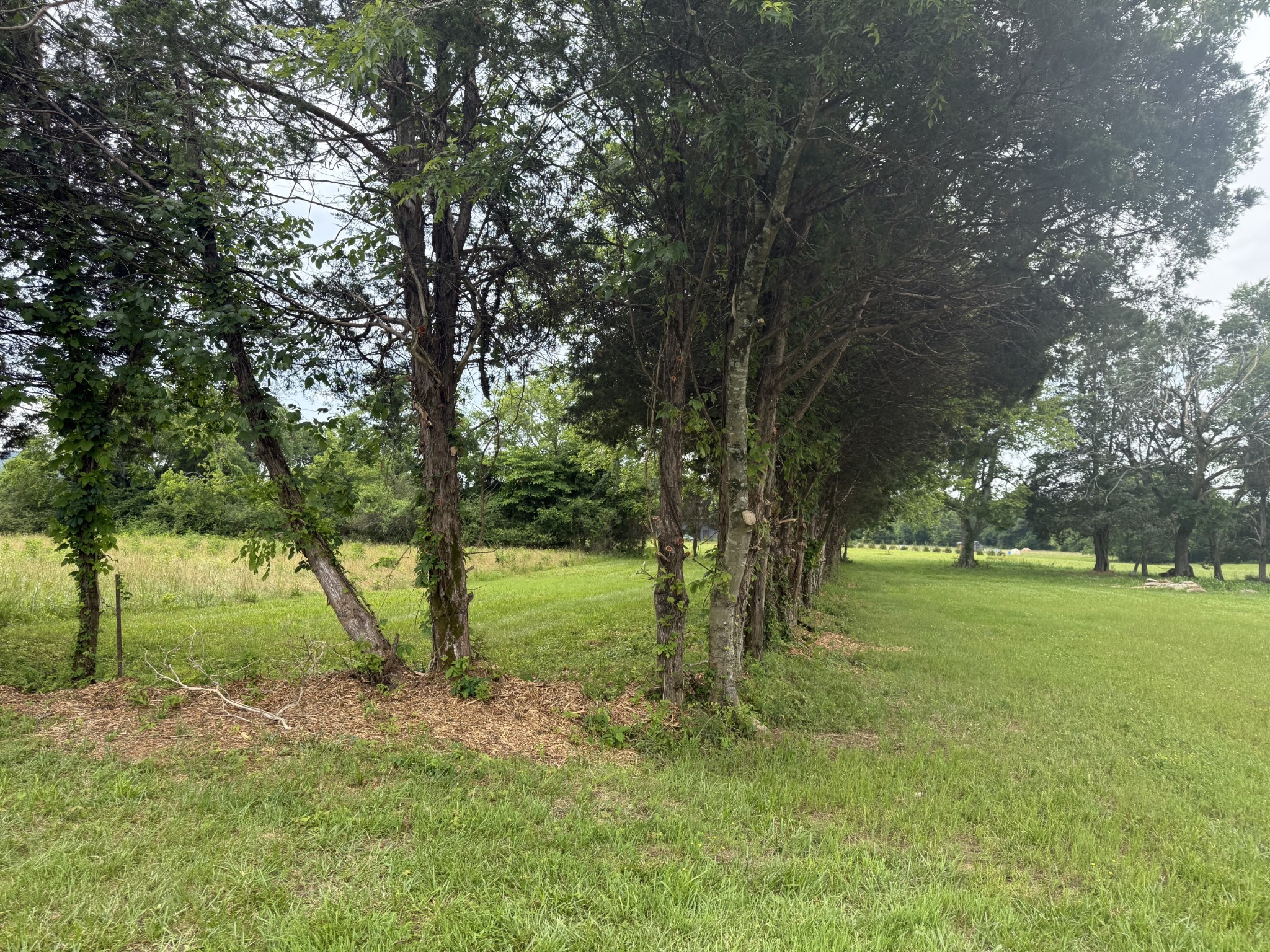 *Updated Backyard Photos Taken 6.5.2025