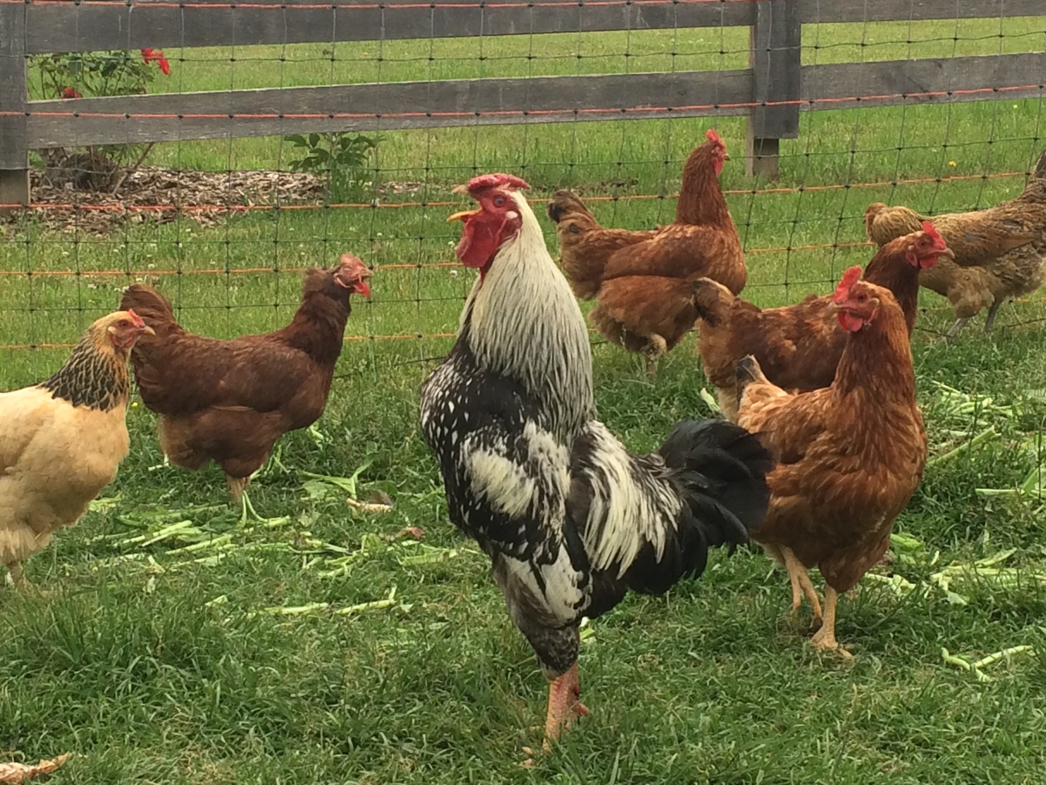 The family's flock of chickens foraging on grass and garden clippings. The flock has recently been relocated in anticipation of the sale of the home.