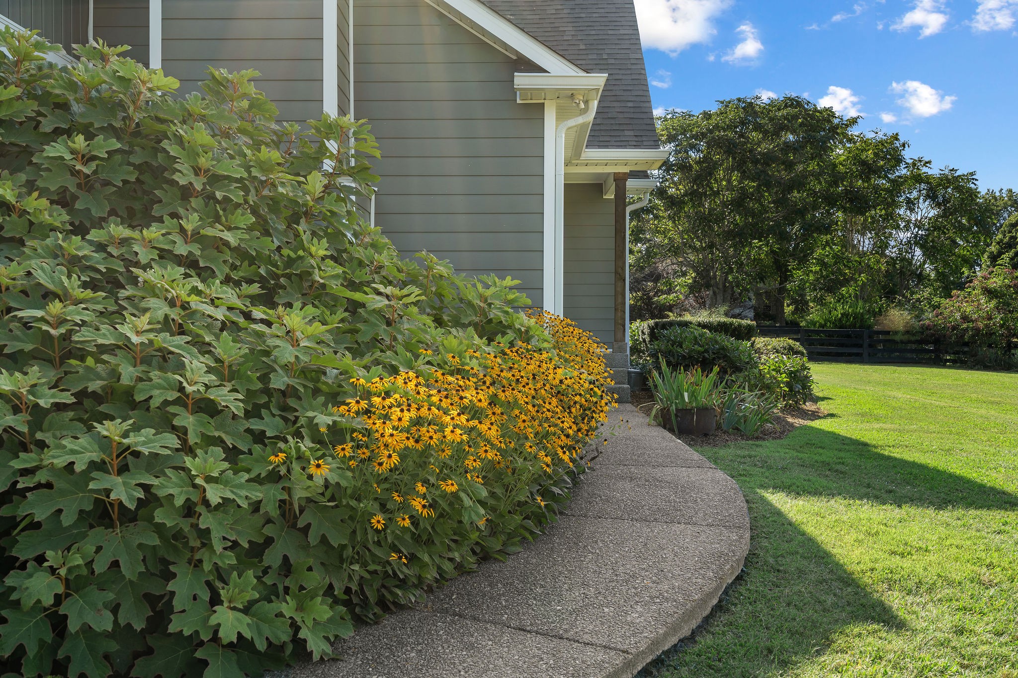 Oakleaf hydrangeas, Black-eyed Susans, echinacea, irises, roses, Oleander, peonies, and other flowering plants make for a welcoming entrance to this home.