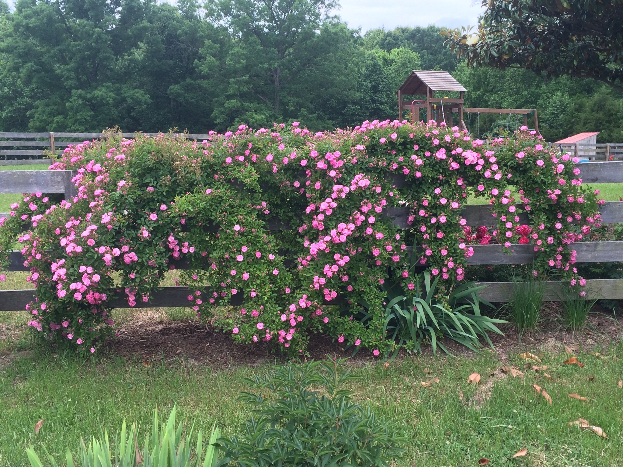 Low-maintenance flowering plants bring beauty to this homestead.
