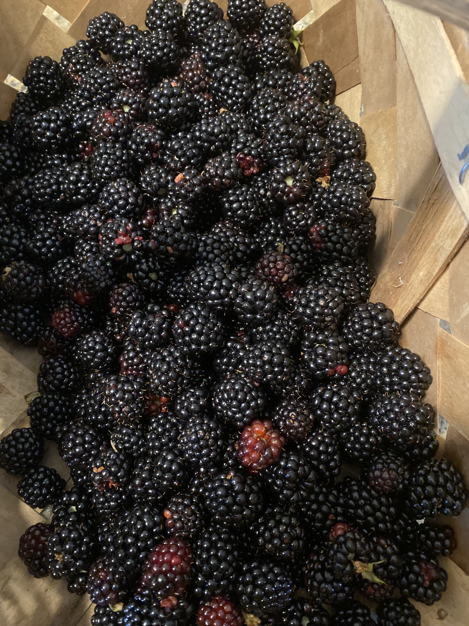 Thornless trellised blackberry bushes near the barn produce a great yield every year that provides plenty to enjoy and preserve.