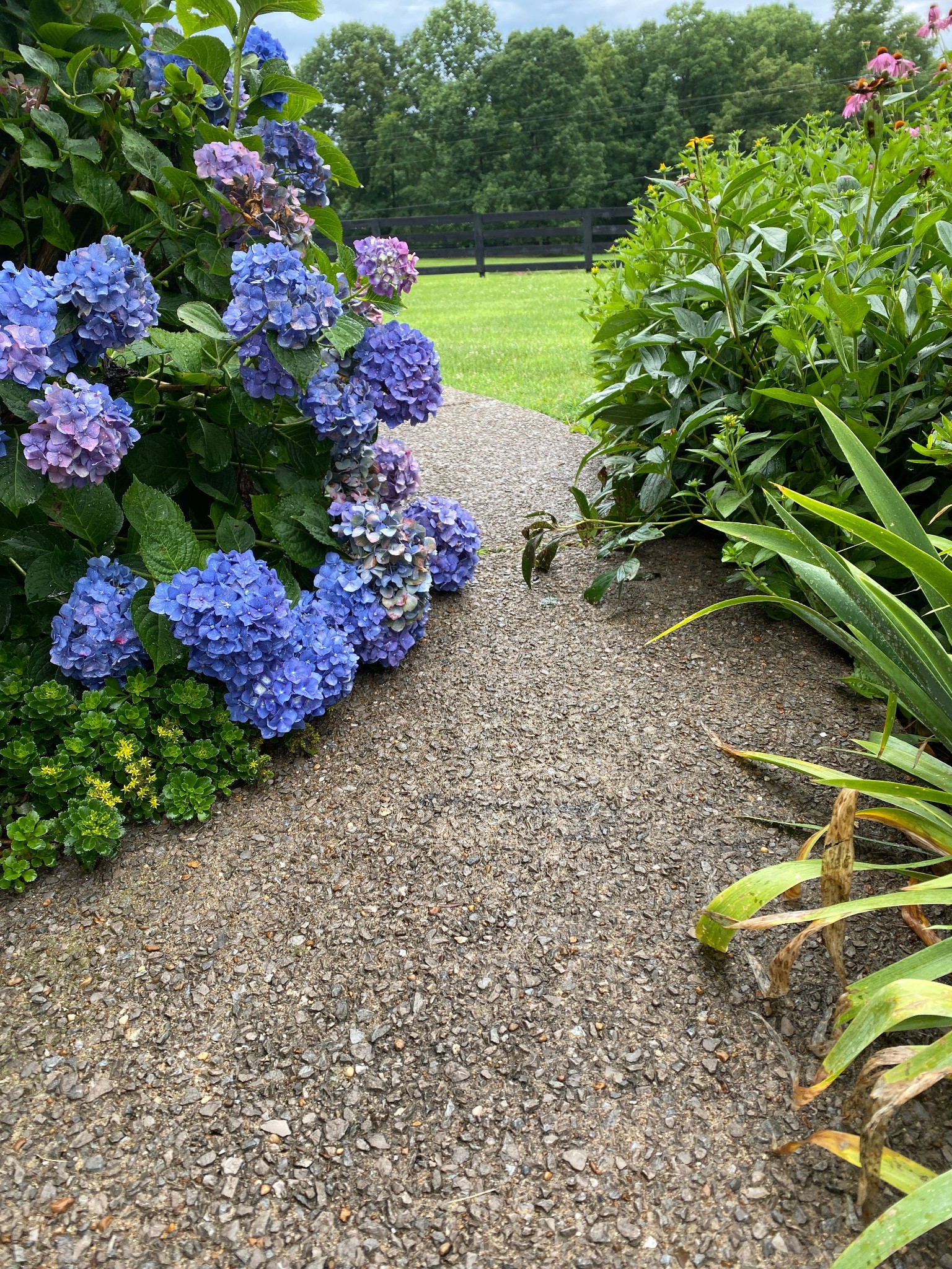 Hydrangeas, irises, cone flowers, azaleas and more along the walk leading to the front entrance of the home. Wood chips from the front pasture are used to mulch the garden paths and trees on the property.