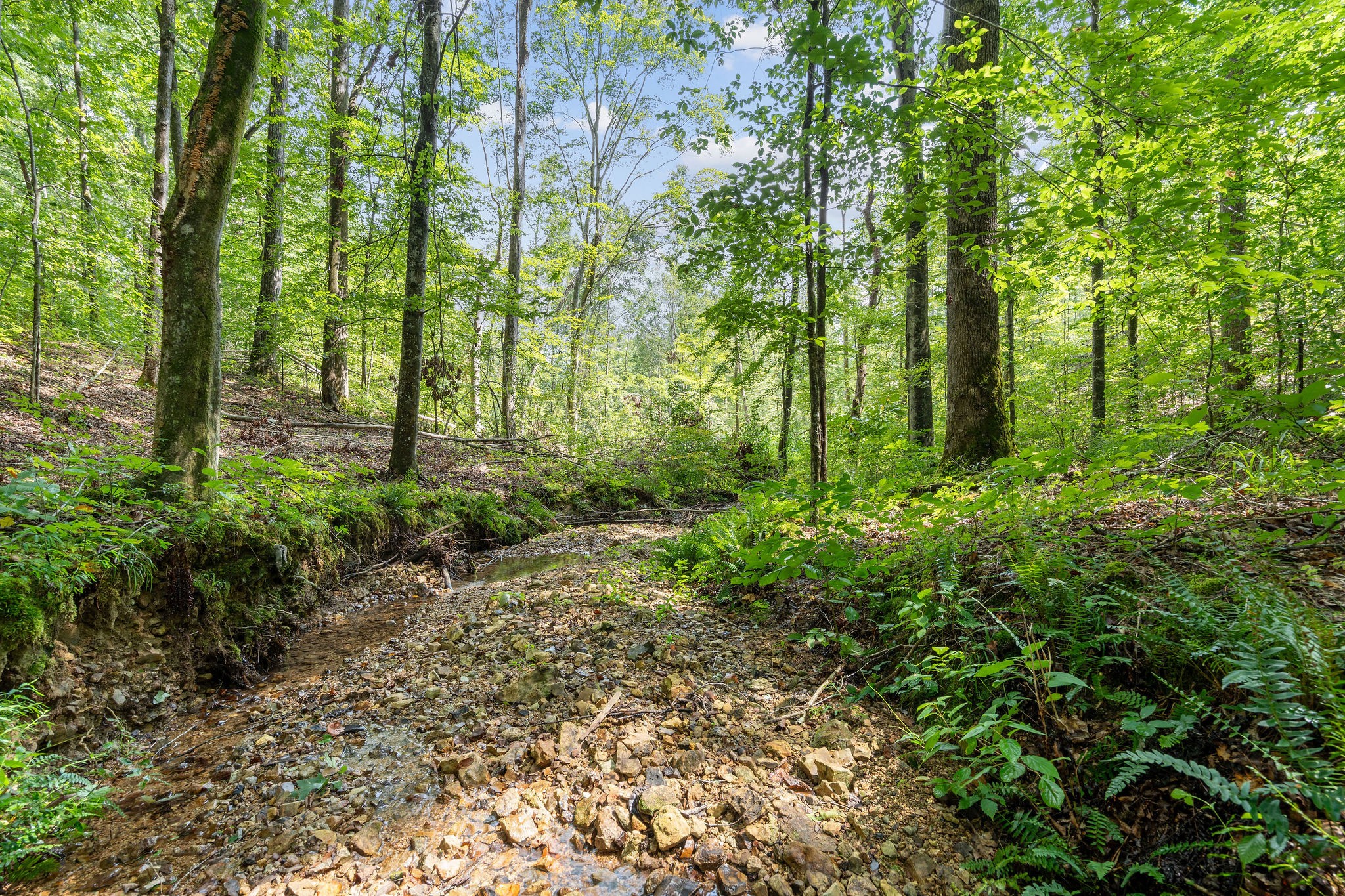 Another view of the creek area, which is very low right now because of the drought. However, the sellers have never seen it go completely dry.