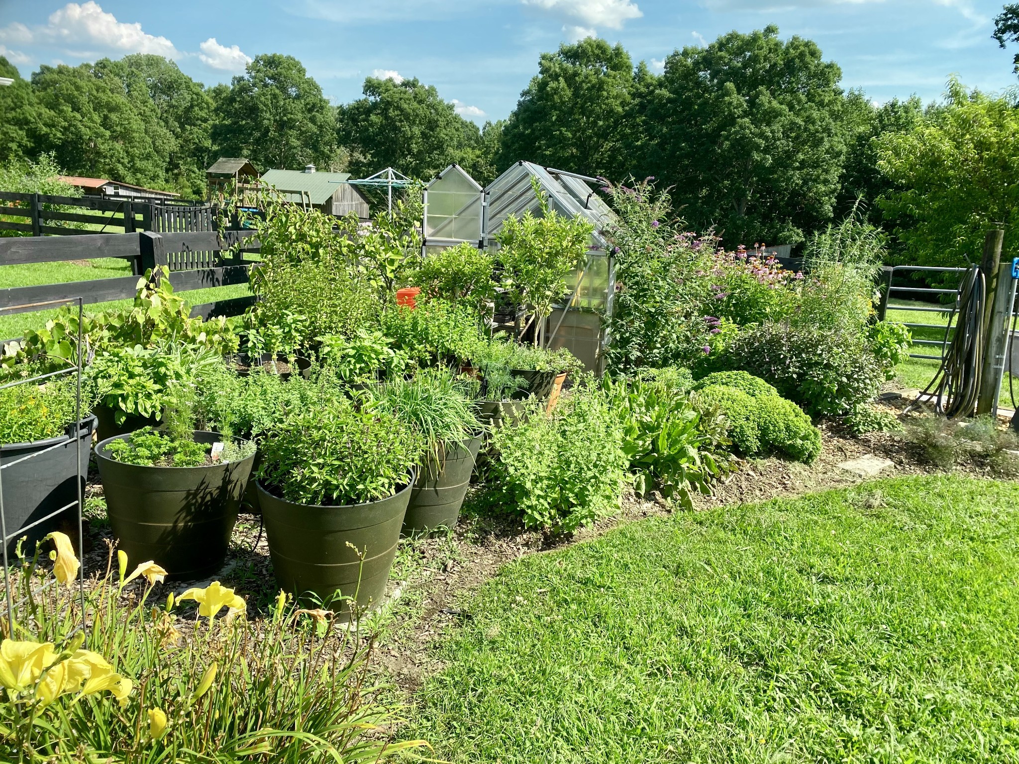 The sellers choose to grow many of their herbs in large pots located in front of one of the greenhouses. Self-sowing wild flowers grow around the greenhouse for pollinators that help the garden production.