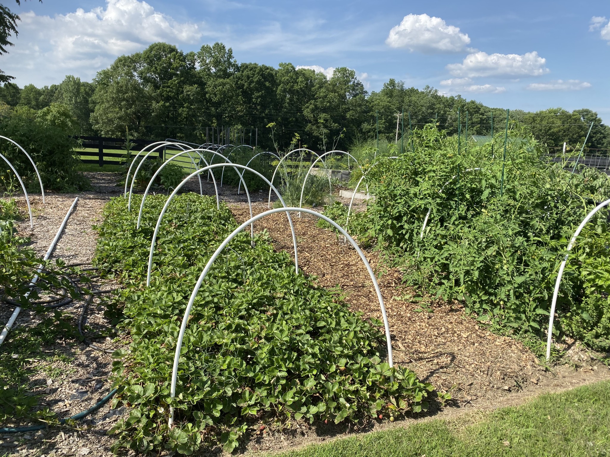 The main garden area is now covered to inhibit weeds until the new owners are ready to plant their garden. Here's a pic of what that area looked like early last season with a view of the strawberry patch and tomato plants.