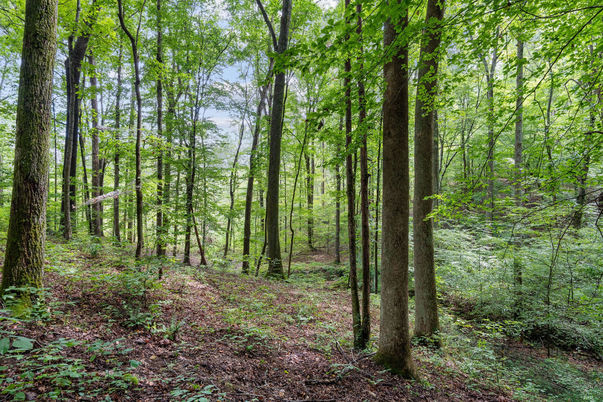 The back of the property is wooded and gently slopes down to a year round spring-fed creek .