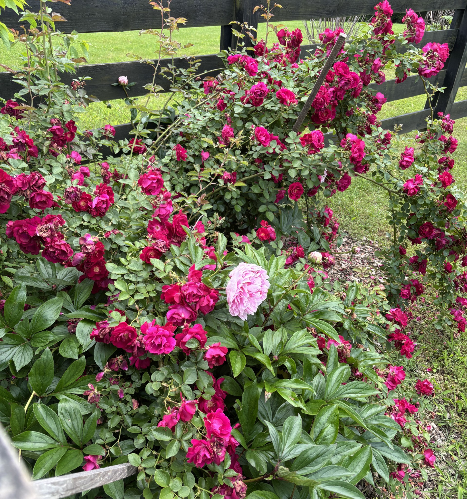 Low-maintenance roses and peonies in the corner of the back yard.
