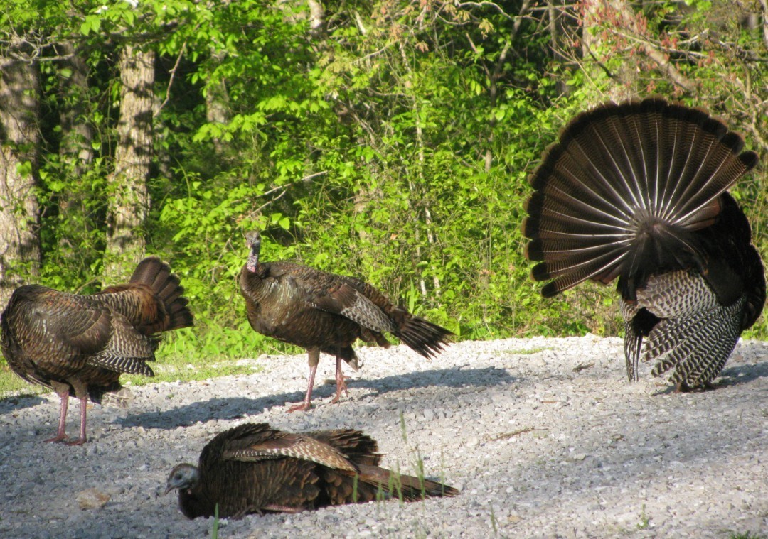 1423 Pack Rd, White Bluff, TN 37187