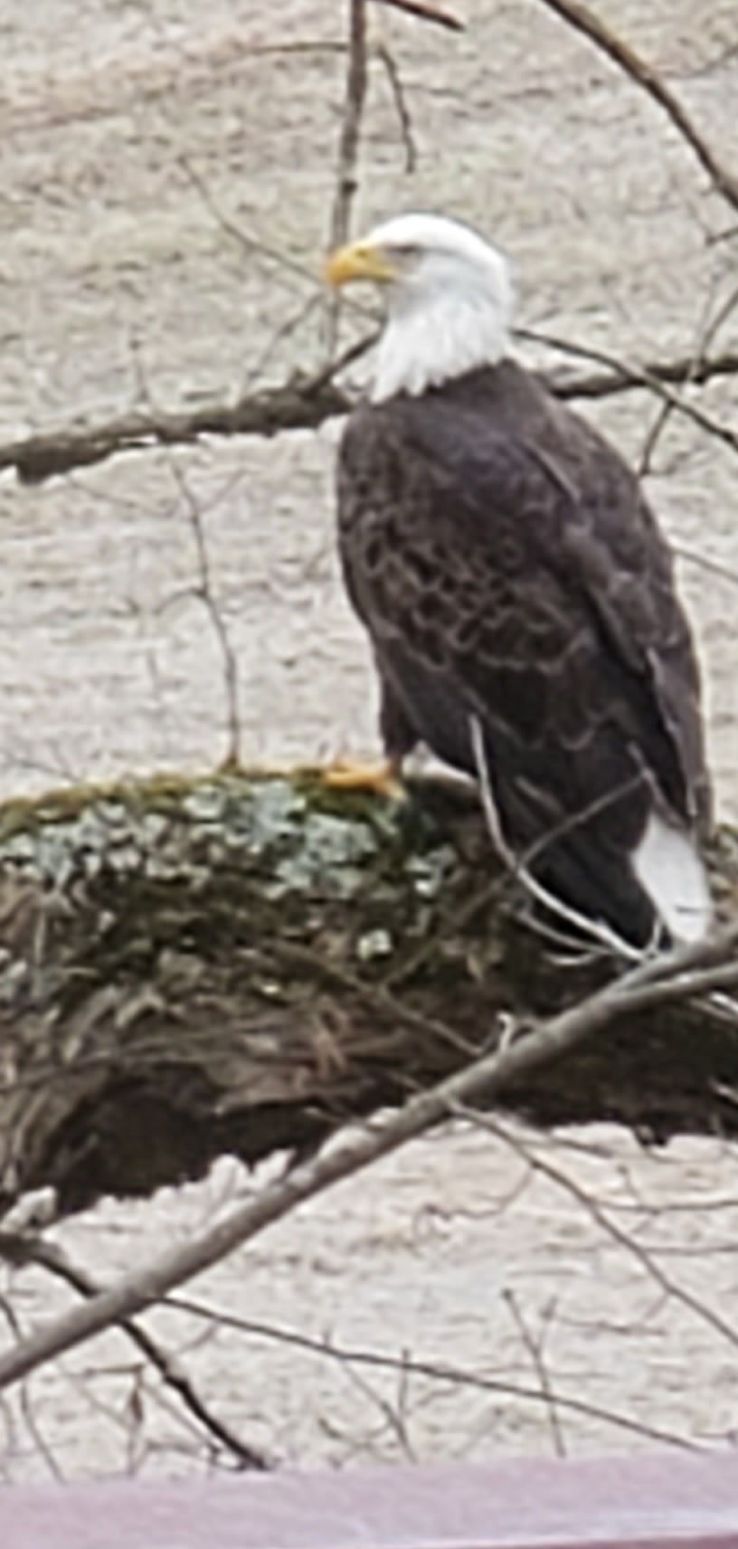 6241 Hwy 49 E, Springfield, TN 37172