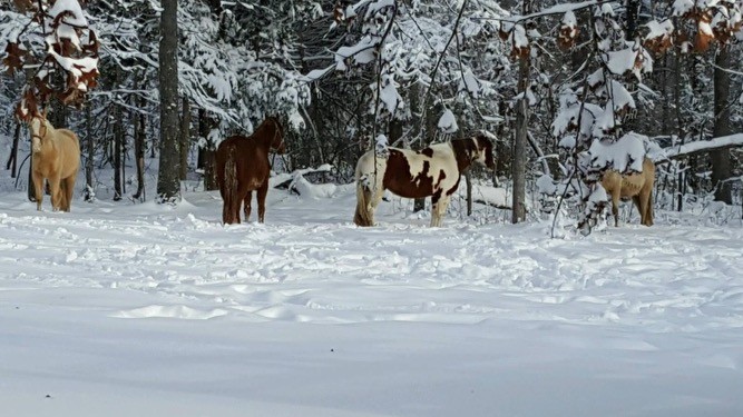 351 Bowling Branch Rd