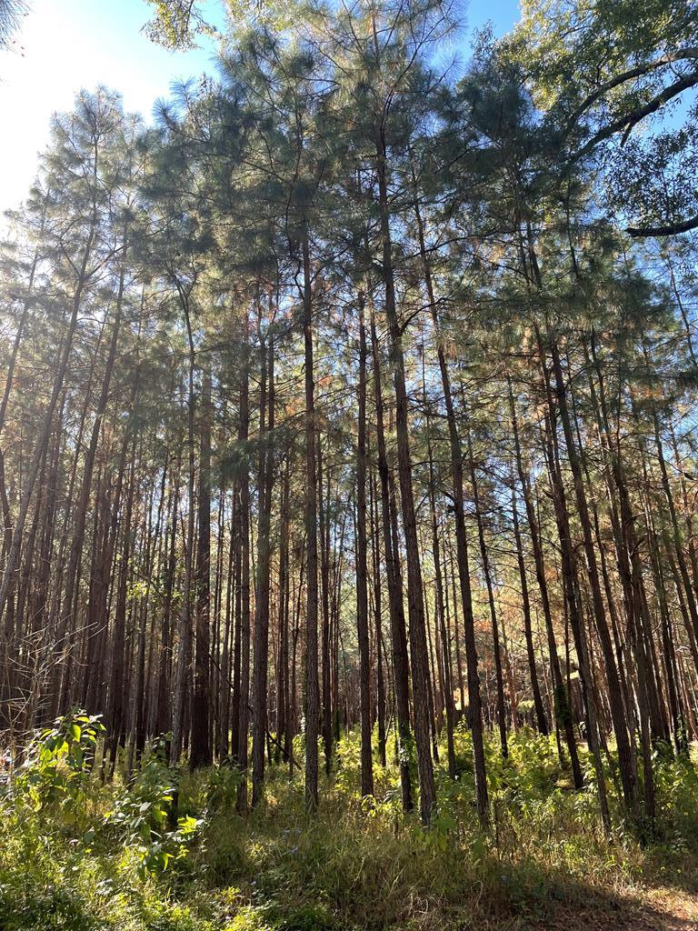 Recreational tract or potential homesite in Grady County.  This property includes 28 acres with planted pines, a duck pond, a small cabin and a mobile home.  Deer, turkey, quail, ducks and plenty of room to roam!  The land is subject to an agricultural covenant through the end of 2027.