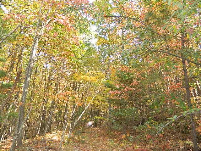 View this first time offering for this wooded 2.40 acre lot since the auction in 1995. Wooded and private. Driveway entrance with drain tile in place.