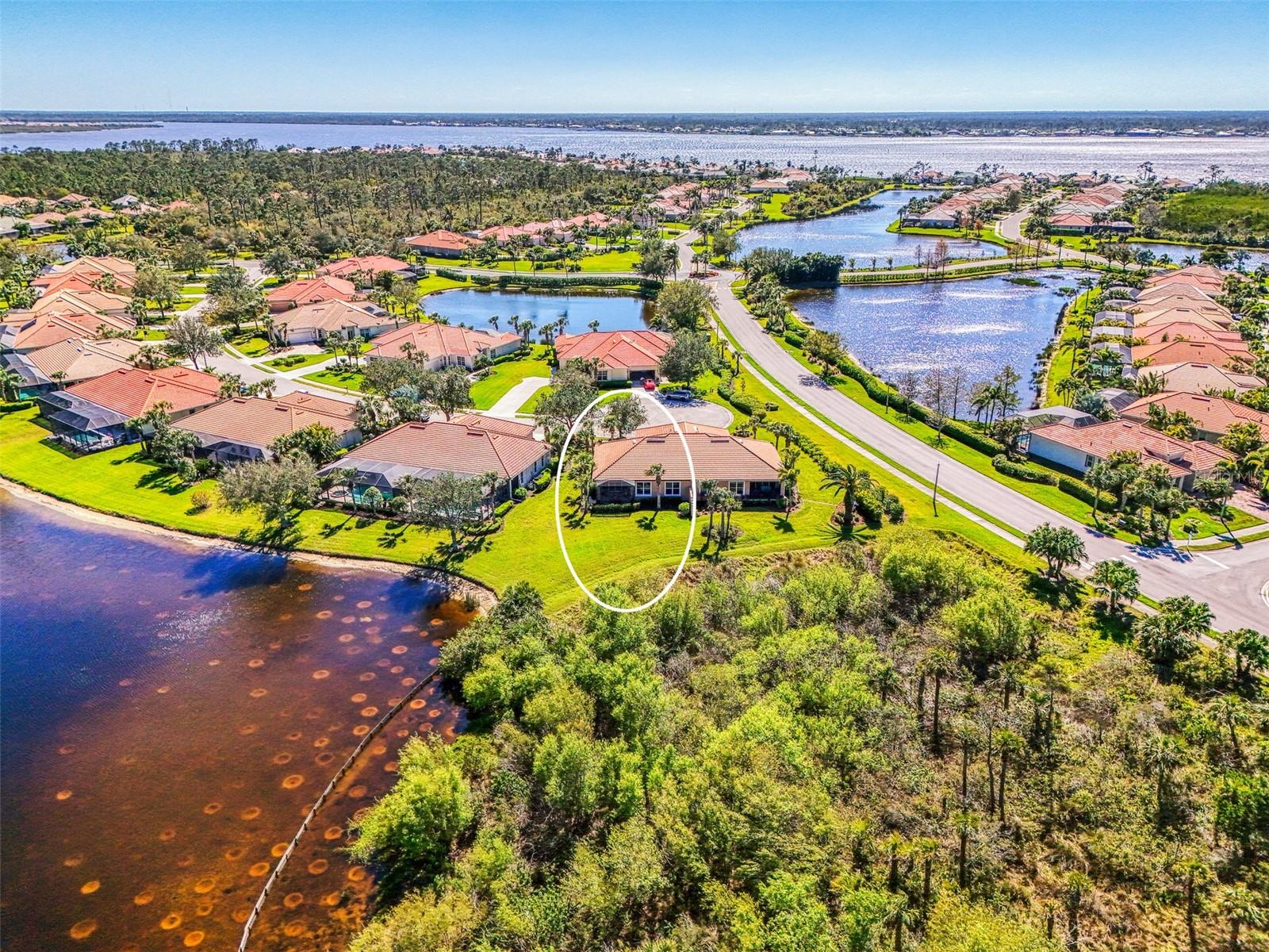2625 Wax Myrtle
