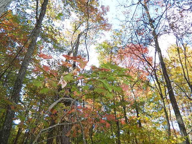 View this first time offering for this wooded 3.20 acre lot since the auction in 1995. Wooded and private.