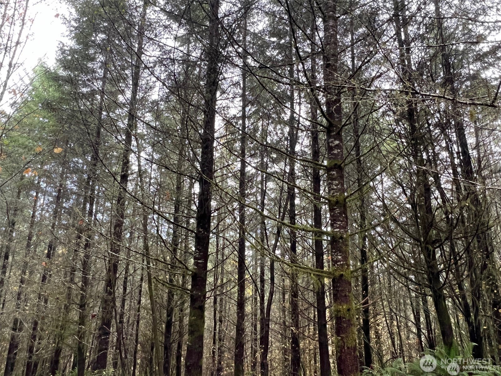 68 acres ready for harvest. Residential  RDD-5 zoning. Mountain and valley views after harvest.  See water well logs of parcels abutting Awesome Drive to North and Valley Ridge Rd to South. Possible seller finance with 50% down.