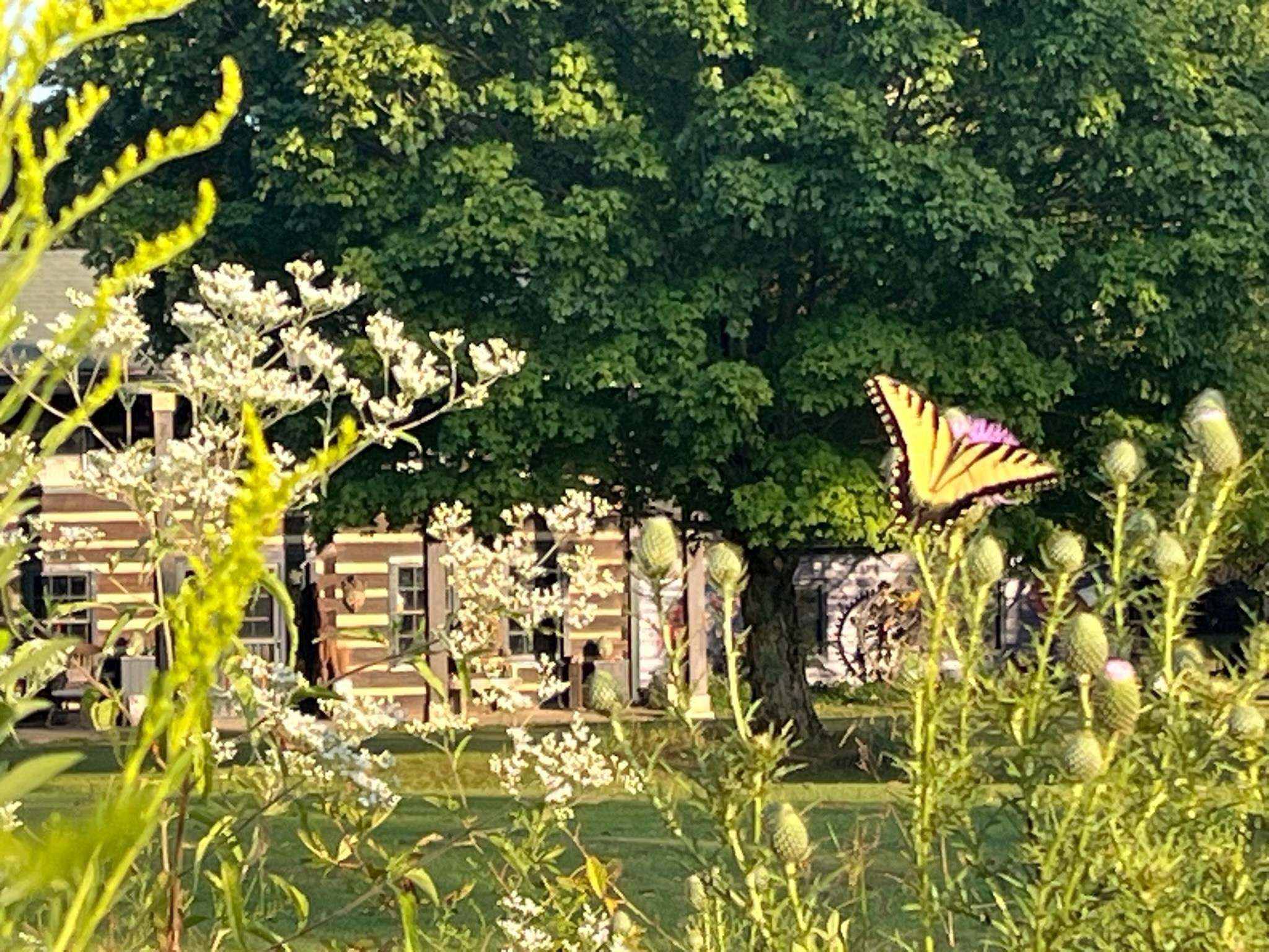 This historic Tennessee chestnut log cabin Homestead circa,1797 set on 47 pristine acres in Williamson county is a private paradise perfect for the equestrian lifestyle, regenerative farming, Eco resort and Nashville creative living at its finest. Only 25 minutes to downtown Nashville. This holistic hideaway is overflowing with endless opportunities for development and monetization. Voted the #1 Hipcamp.com glamping site in Tennessee in 2025. This stunning property has been the setting for multiple Grammy nominated Nashville, artist’s music videos and is featured on HGTV and in billboard magazine, gaining international attention for its artistic collaborations and lifestyle branding. An inspirational location with excellent investment and portfolio building opportunities for future equity growth, it can be subdivided into three separate lots for further development. We invite you to visit this organic equestrian farm surrounded by three creeks, with blend of hardwood forest, usable tillable garden, orchard and pasture for livestock. The farm sits on a small plateau offering a broad view, beautiful sunsets and starry night skis. The creeks add an element of privacy and adventure. This property has lots of water, with an ole timey spring house, protecting a cool water spring, a well, creeks and small pond. The current owners have developed as a family compound with RV hook-ups. It's a comforting and relaxing setting with barn, chicken coop, duck and goose run with water, a pole barn, fenced pasture and several fenced paddocks; you could literally live off this land. The land, house, buildings, green house, creeks, trees make a quintessential rolling hill farm. The farm has been involved with the farm to table renaissance, taking advantage of the highly active and successful farmer markets in Nashville and Franklin.