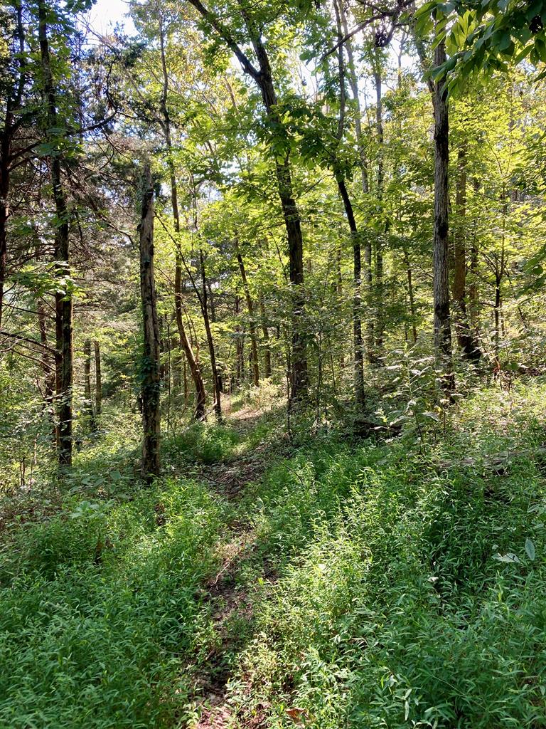 392 Possum Hollow Rd