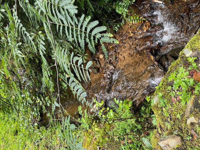 Fiddle Fern Loop