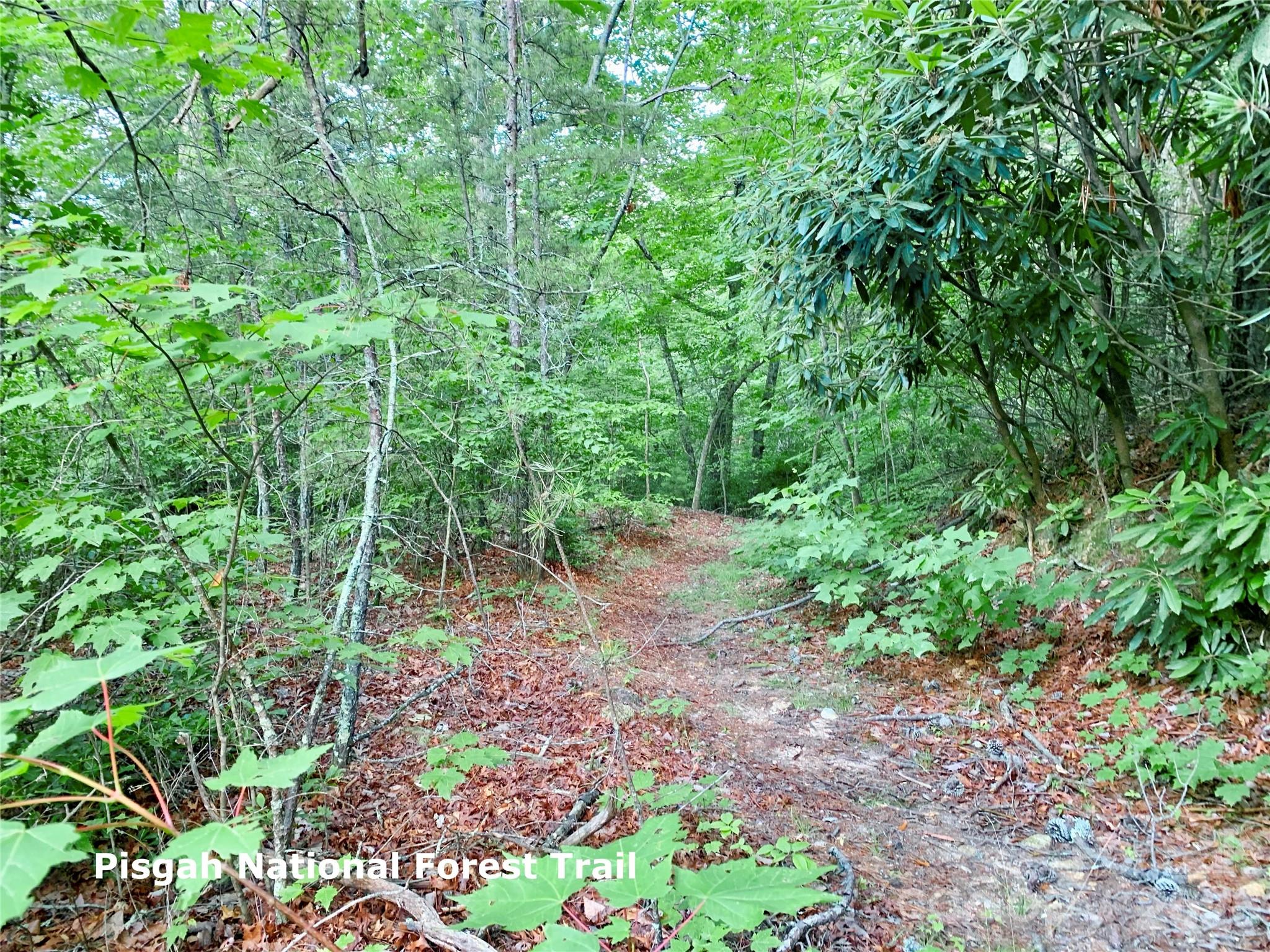 35+ acres - Lot 23 Bear Track Lane 23