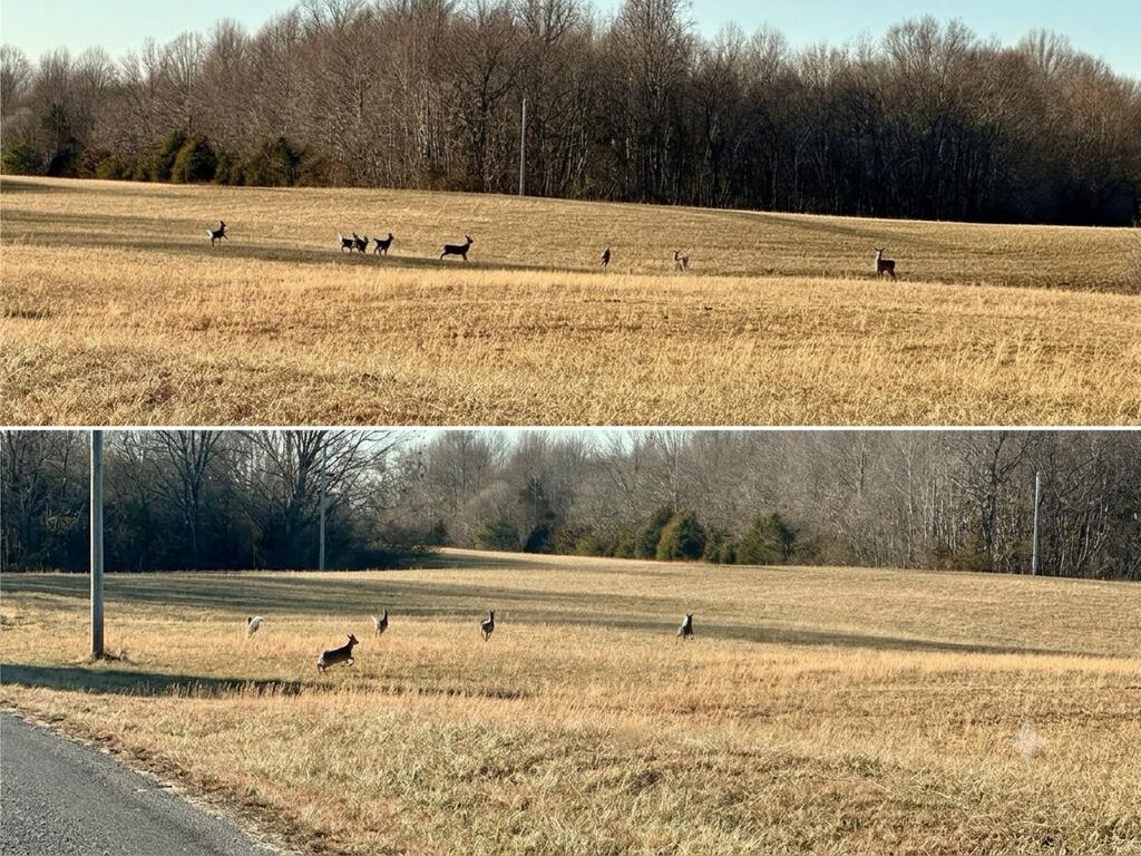220+/-AC Hensley Cemetery Ln