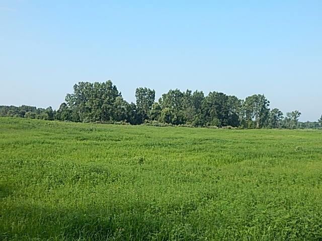 Land for sale in Michigan, Land for sale in Clinton County Michigan, Farm Land for sale in Michigan, Farm Land for sale in Clinton County Michigan, Undeveloped Land for sale in Michigan, Undeveloped Land for sale in Clinton County Michigan, Hunting Land for sale in Michigan, Hunting Land for sale in Clinton County Michigan - 68 acresTillable Farm Land for sale here.  Hunting Land for sale here. Recreational Land for sale here.  Land to build a home for sale here.  Possible commercial interest as well as this property literally looks right at US-127 and Beck's Trailer Sales just across the highway. The point is that this 68+ acre parcel could have multiple uses from farming to hunting to building a home or building more than one home ........ and that's just a few!Contact me and let's go see this great location just east os US-127 Current use is Agricultural,Hunting,Recreational.