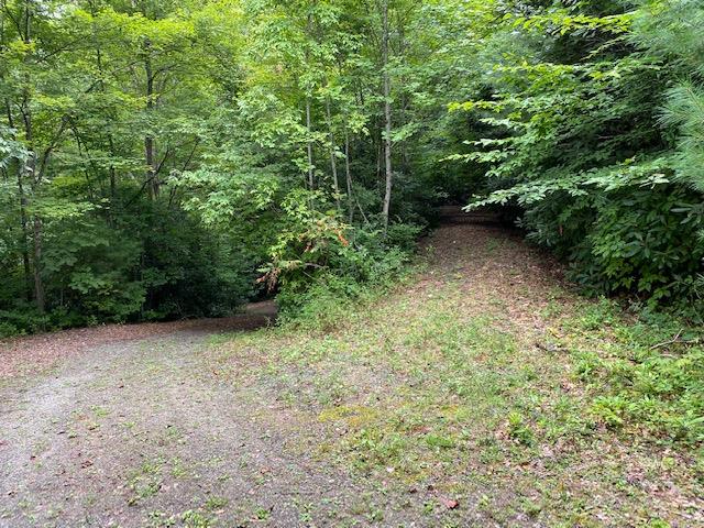 Fiddle Fern Loop