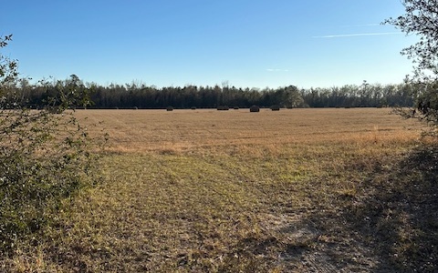 448 ACRES! PROPERTY IS A COMBINATION OF NATURAL WOODS, FORMER PLANTED PINES AND HAY FIELDS. LOCATED IN THE PREMIER AREA FOR BIG BUCK HUNTING. CLOSE TO I-75, VALDOSTA AND MADISON. CALL FOR MORE INFO.