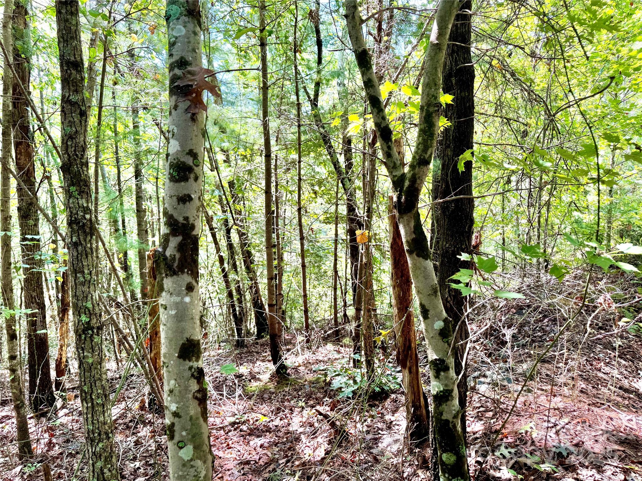 3.31 acres, Lot 37 Poplar Bluff Drive SE 37