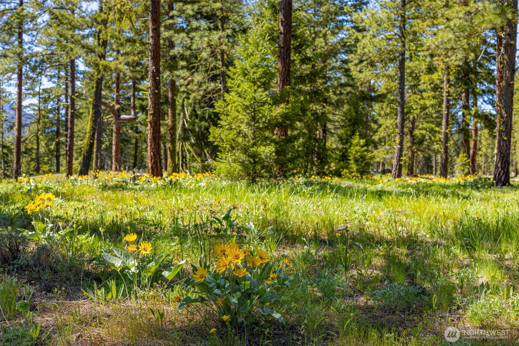 The Uplands protected 3-acre wooded meadow.
