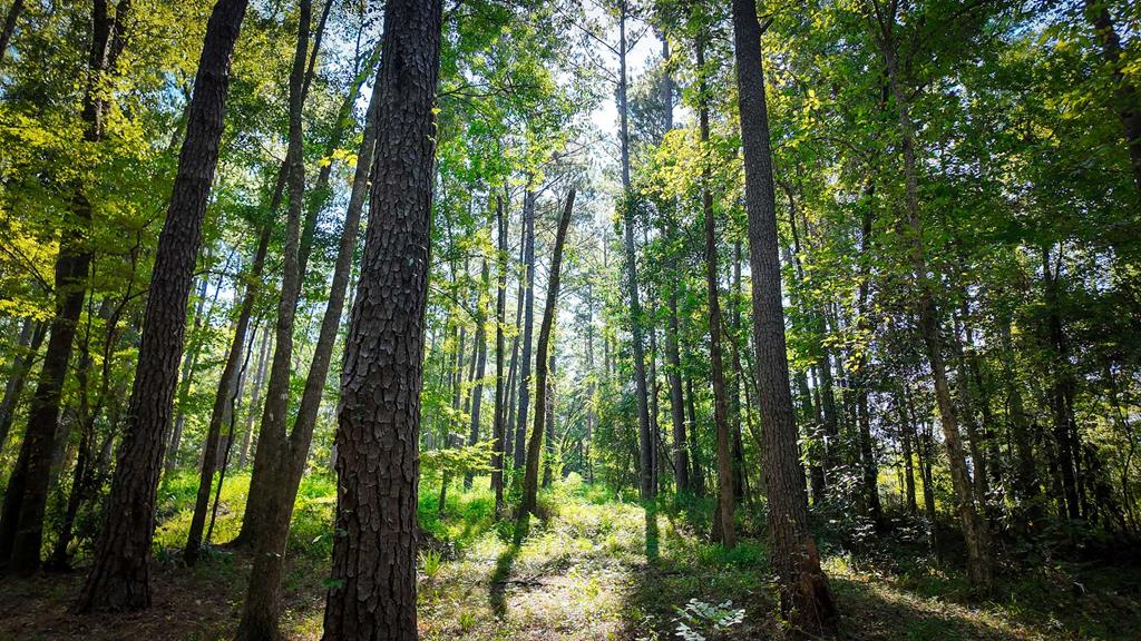 Experience the perfect blend of privacy and convenience on this 48-acre tract just minutes from downtown Cairo. With multiple potential home sites, mature timber, and excellent hunting opportunities, this property is ideal for recreation or building your dream retreat. Enjoy the natural beauty of creek frontage, while still being only 5 minutes from town. Utilities are available.