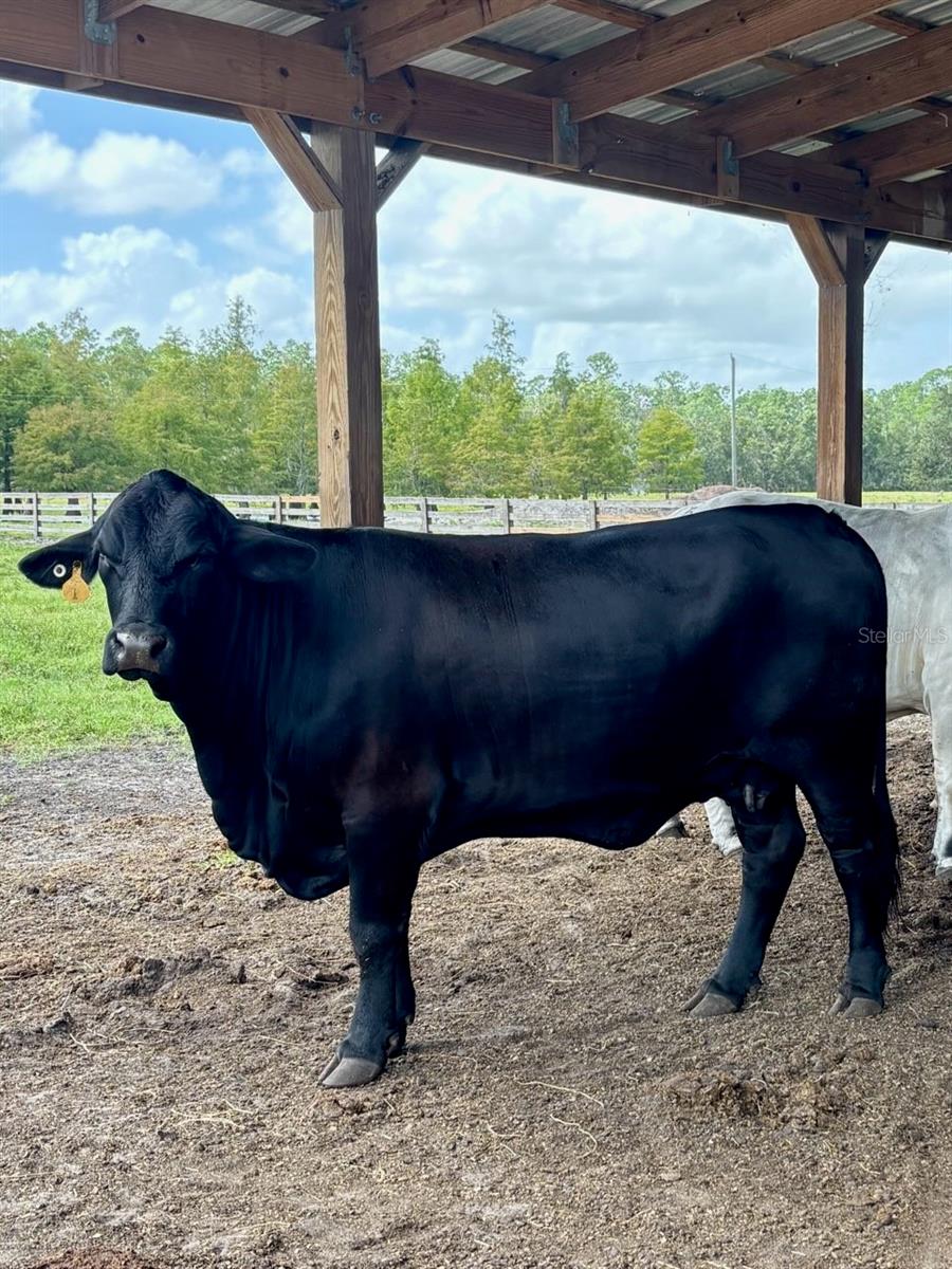 1126 & 1144 County Road 665