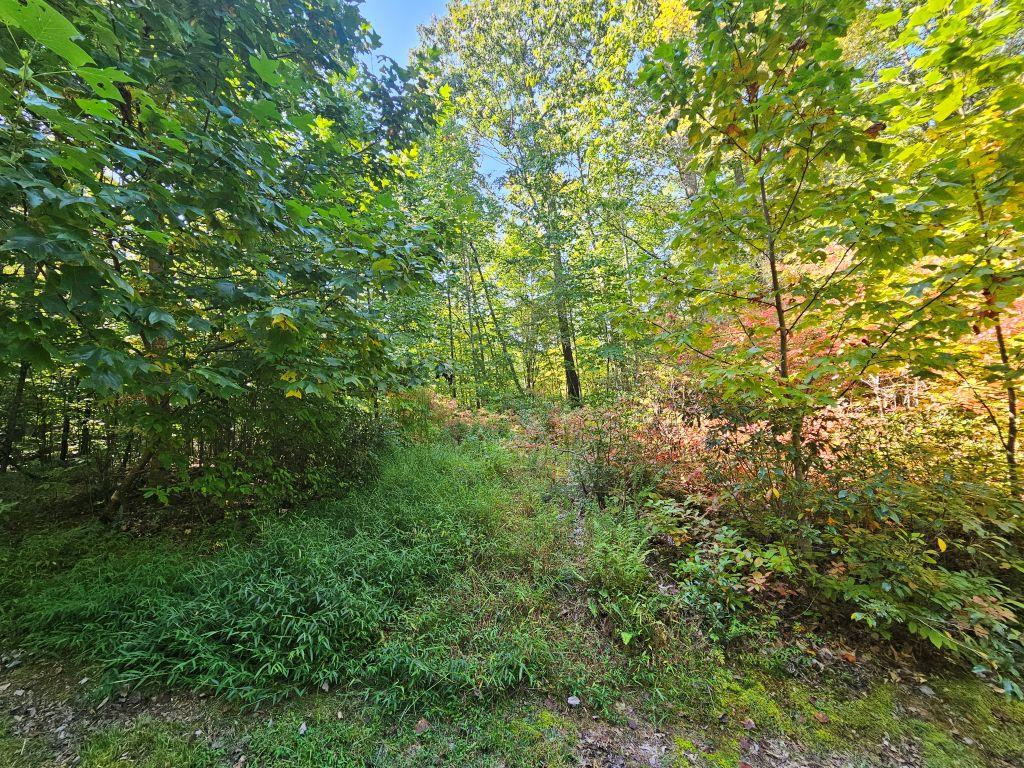 If you're looking for a serene spot to build your dream home or a peaceful getaway, the Cove Creek area on Fox Hollow Dr. is your perfect destination. This remarkable 7.74 +/- acre property offers unparalleled privacy and is ideal for crafting walking trails or simply enjoying the soothing sounds of nature. Perched at 2,700 feet above the breathtaking Clear Fork Valley, you'll be captivated by the majestic long-range views that make this location truly special. With beautiful hardwood timber and access via a shared 30-foot drive, this gated community ensures both exclusivity and tranquility. Don't miss this incredible opportunity! Enjoy nearby shopping, fishing, hunting, and a wealth of recreational activities. Your country escape awaits!