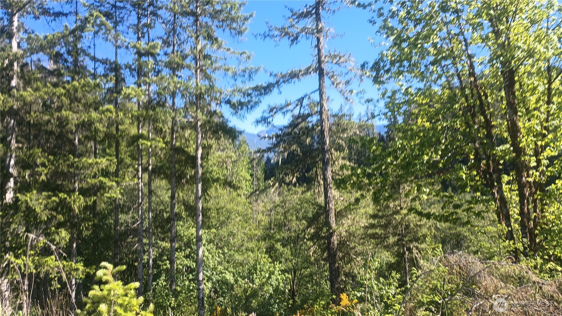 Nature lovers and hunters—this secluded 5.1-acre off-grid property is your perfect escape. Bordered by the Gifford Pinchot National Forest, enjoy direct access to thousands of acres of public land. Abundant wildlife, including deer, elk, and black bear, roam the area. Southern exposure, young trees, and a leveled build site make it ideal for your off-grid cabin, RV setup, or basecamp. Hike, hunt, and explore right from your backyard. Quiet, private, and surrounded by raw beauty—this is a rare chance to own a piece of Pacific Northwest wilderness paradise.