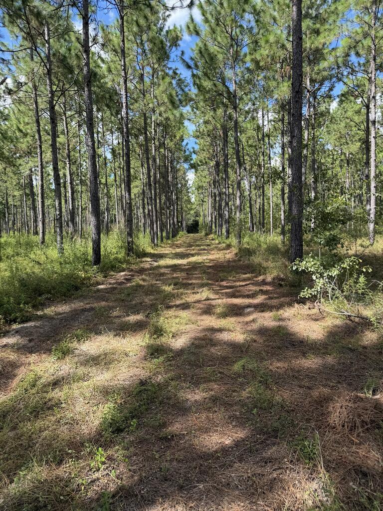 Over 26 Acres of Prime Timber, Hunting & Homesites in Mitchell County, GA. This 26.20-acre wooded tract in Mitchell County offers an excellent combination of timber investment, recreation, and future homesite potential. The property features good timber access, several excellent homesites, and above-average hunting opportunities. The longleaf pine plantation is currently under a crop contract with approximately three years remaining, providing additional income potential. A great opportunity for someone looking for a manageable acreage tract with timber value, recreational appeal, and multiple options for a future homesite.