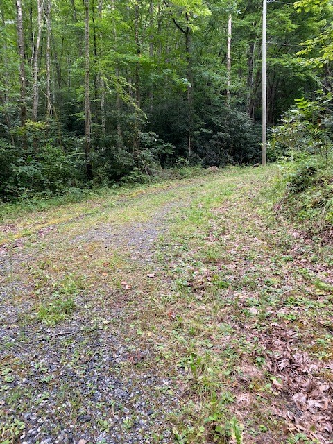 Fiddle Fern Loop