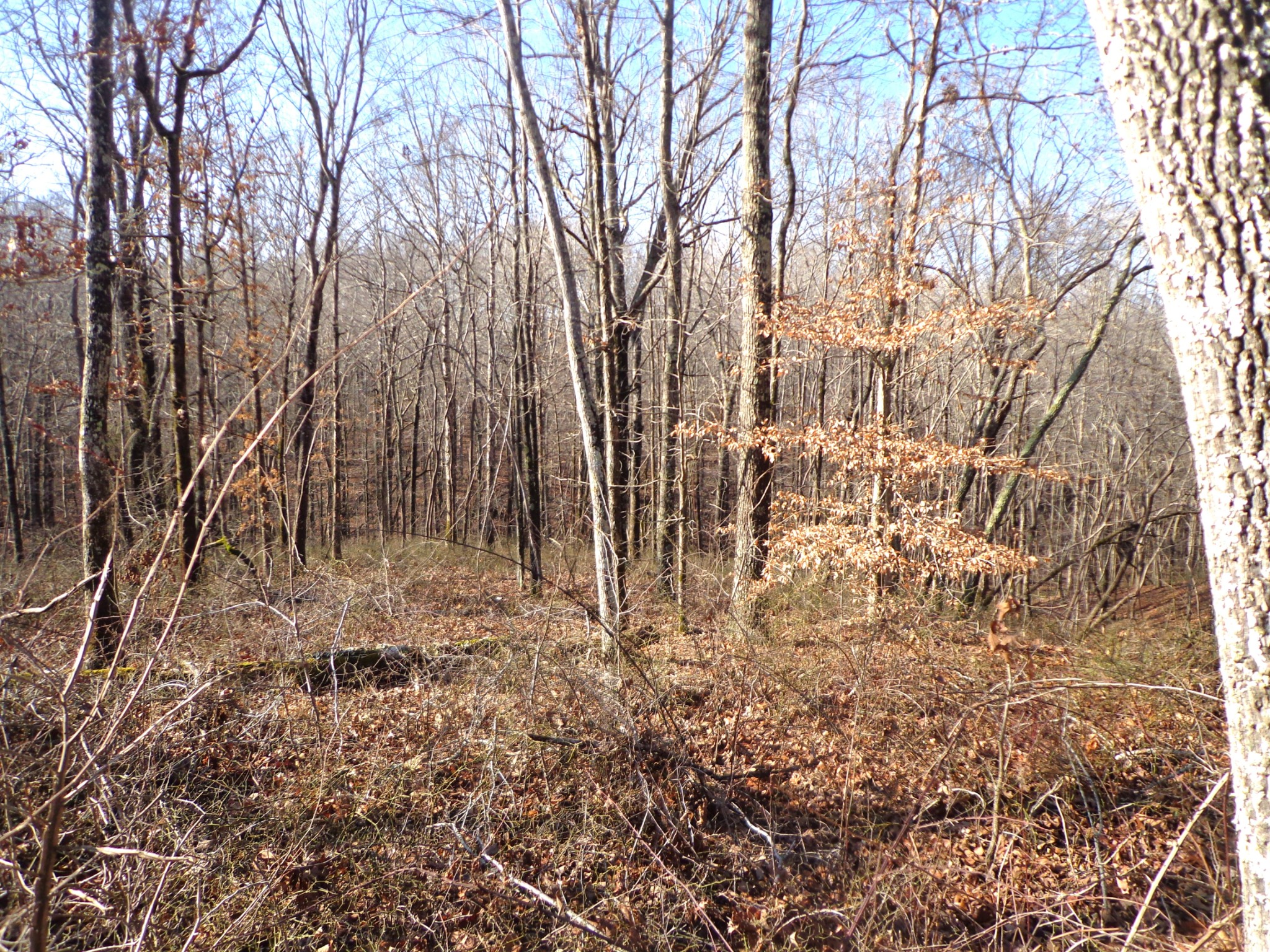 0 Deer Grass Ln