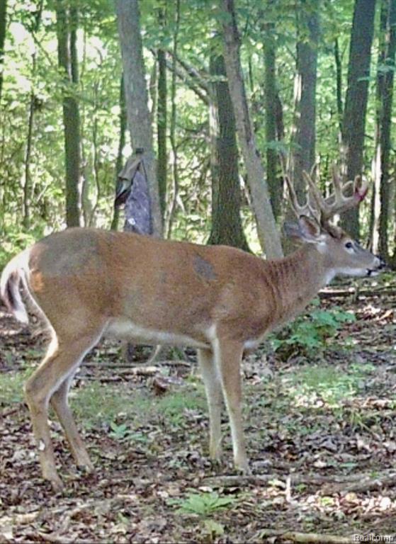 A truly rare find for nature lovers and hunters alike, this exceptional 41-acre property offers a perfect blend of recreation and comfort. Nestled among a mix of mature woods, young growth, and open field regrowth, the land also features a serene pond, established trails, and multiple food plot areas. Wildlife is abundant, with regular sightings of deer, turkey, cranes, bald eagles, and more. The property includes three permanent hunting blinds and five tree stands that will remain in place. A charming 2-bedroom, 1-bath manufactured home offers year-round living, complete with cathedral ceilings, front and back decks, and an open-concept kitchen featuring a breakfast counter. Enjoy modern conveniences, including central air, septic system, well, and electricity. A spacious 32x30 pole barn, featuring separate power and a dedicated workroom, adds versatility. Furniture is included. Note: Financing may be best pursued for vacant land.