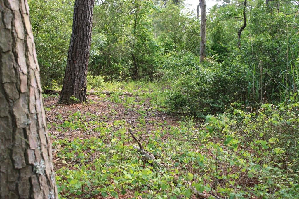 Three parcels are available for sale with common borders for a total of 3.048 acres. They currently contain mostly pine trees, some non-tidal ponds and a road. Undeveloped parcels over 0.50 acres are rarely available in Chincoteague. These parcels will provide privacy and a pond for spectacular views of wildlife. Low density residential development and a non-conventional septic system are expected