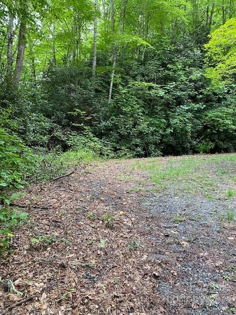 Lot 3 Fiddle Fern Loop