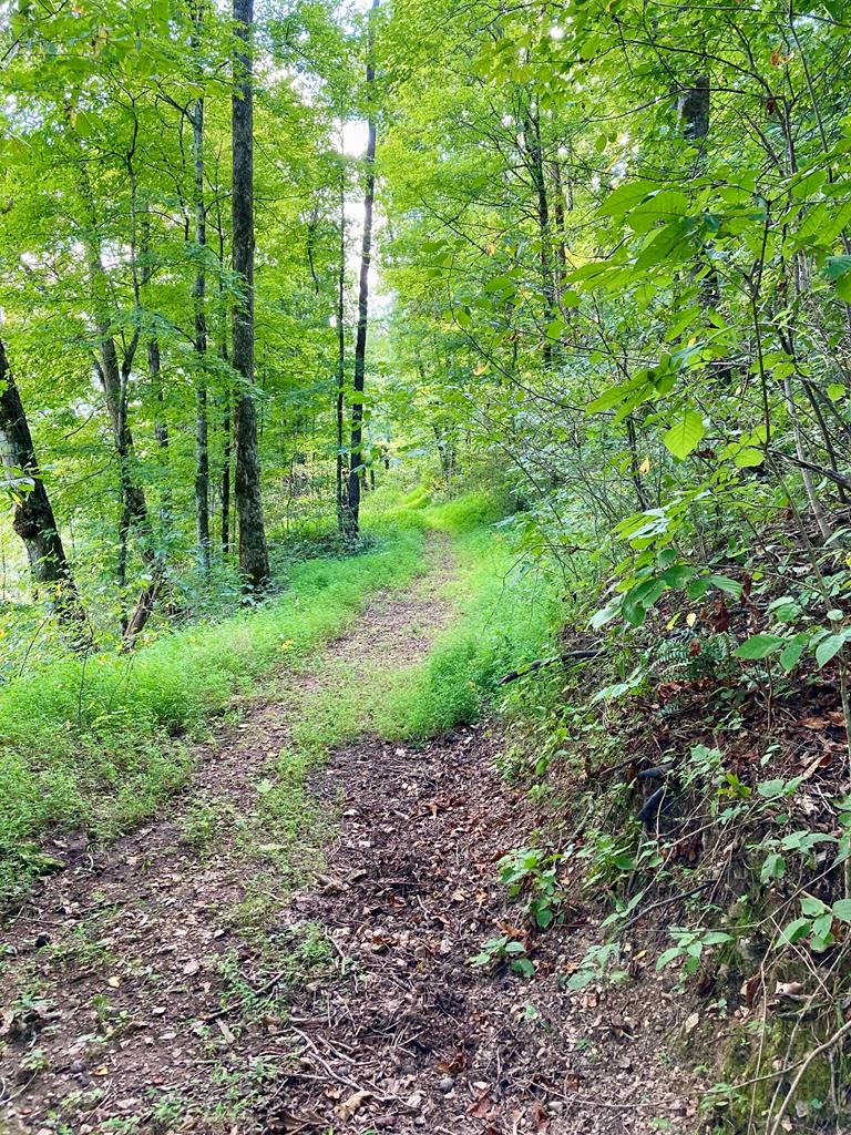 392 Possum Hollow Rd