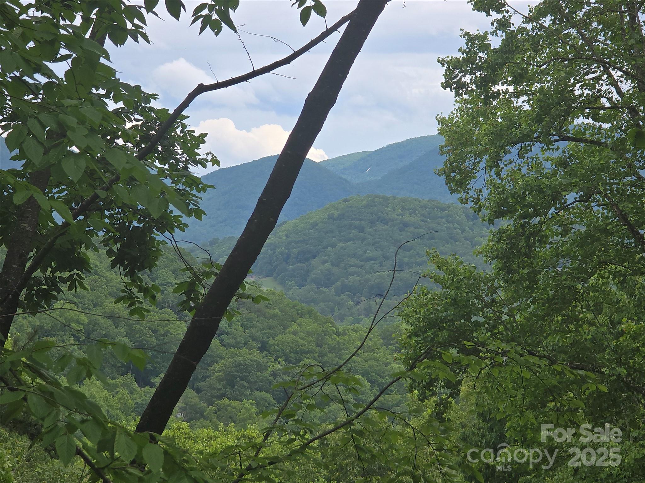 89 Weeping Cherry Forest Road