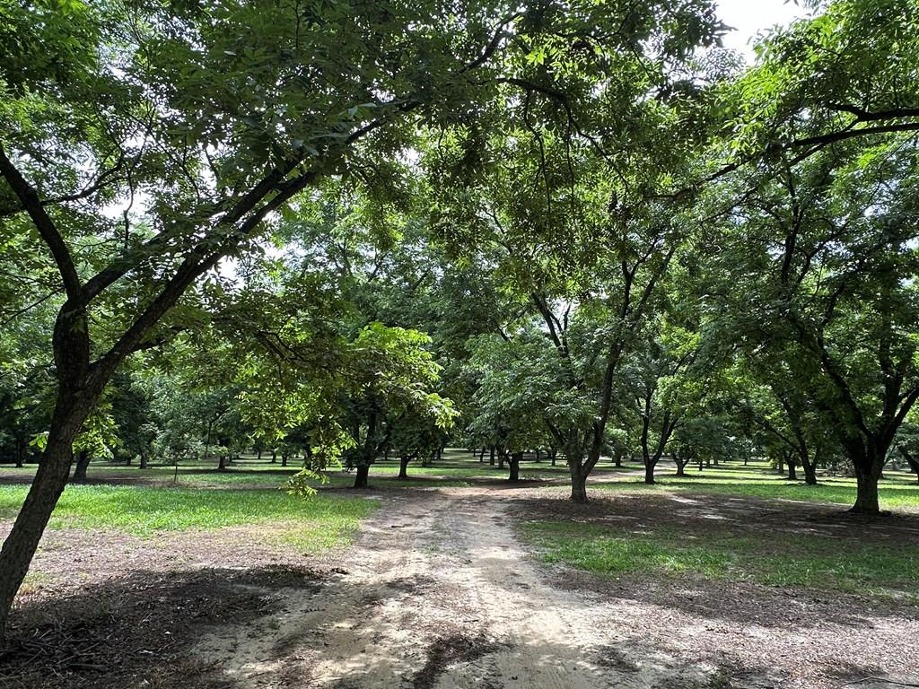 Excellent location for commercial, residential, or mixed use development.  Currently being used as a pecan grove.  Lots of great access and plenty of road frontage on Hwy 84. Several irrigation wells on site.