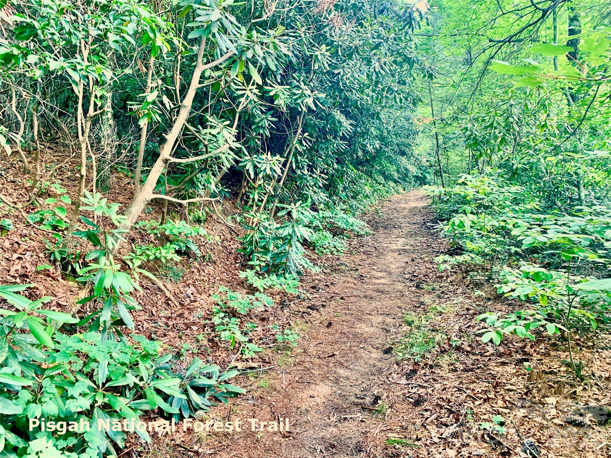35+ acres - Lot 23 Bear Track Lane 23