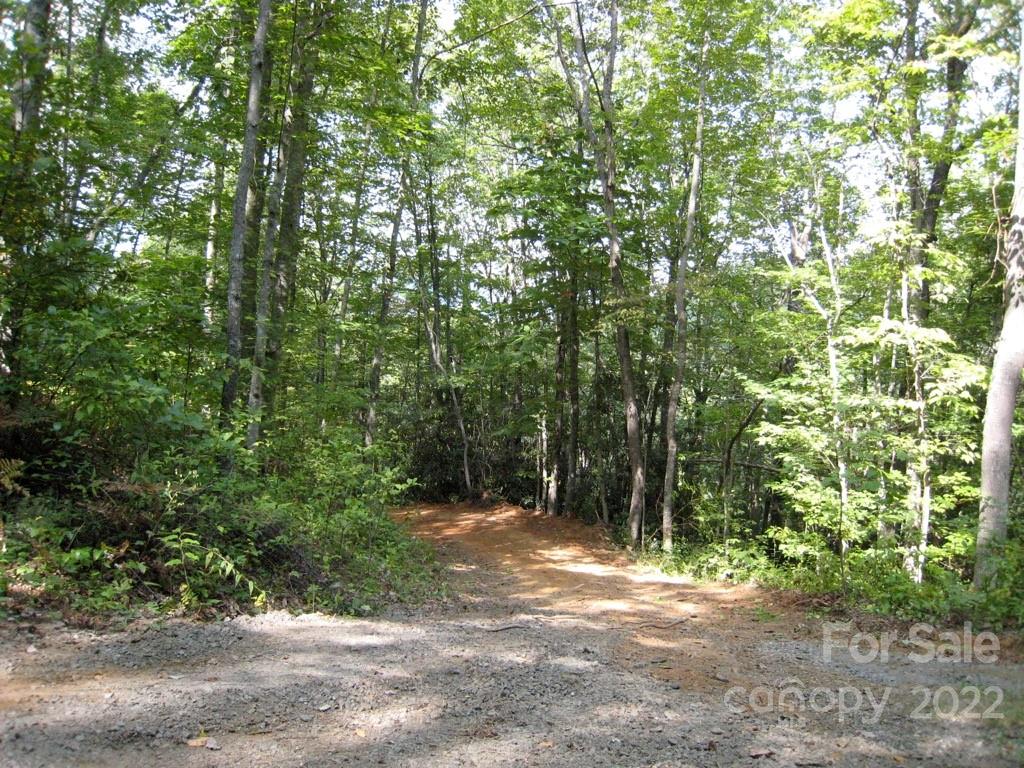 Lot 3 Fiddle Fern Loop
