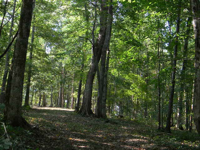 0 Traylor Branch Road
