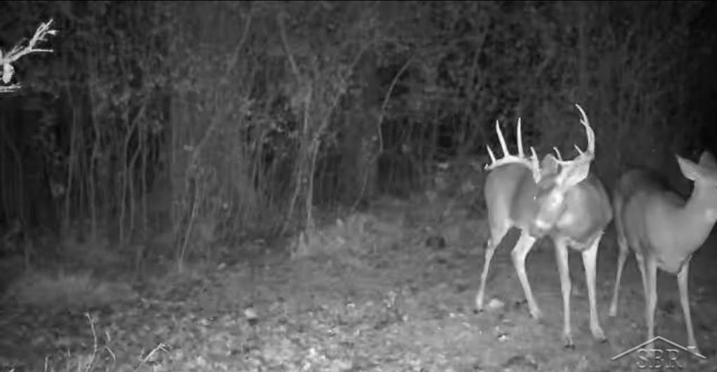 Build your dream home, hunting cabin, or just leave it the way mother nature has it now.  Whether it becomes your primary residence or your up north get away peace is found here.  An abundance of wildlife with Quality Deer Management practiced by owners.  Easy access just off of M 30 and only minutes to Beaverton.