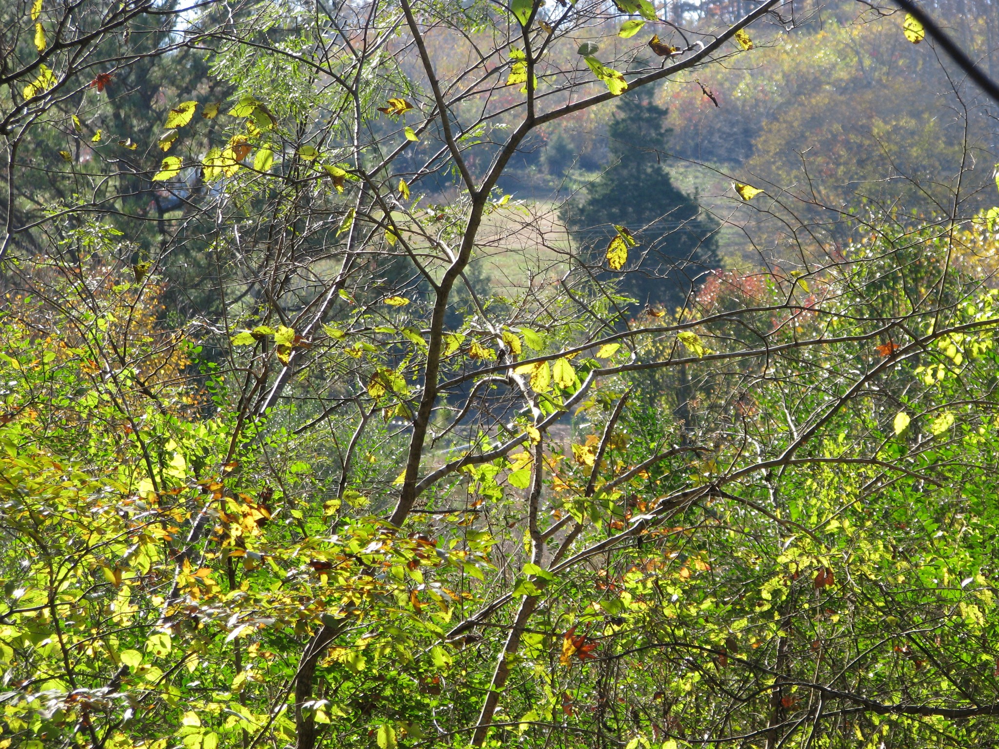 199 Spann Loop