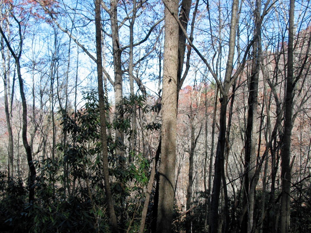 Fiddle Fern Loop