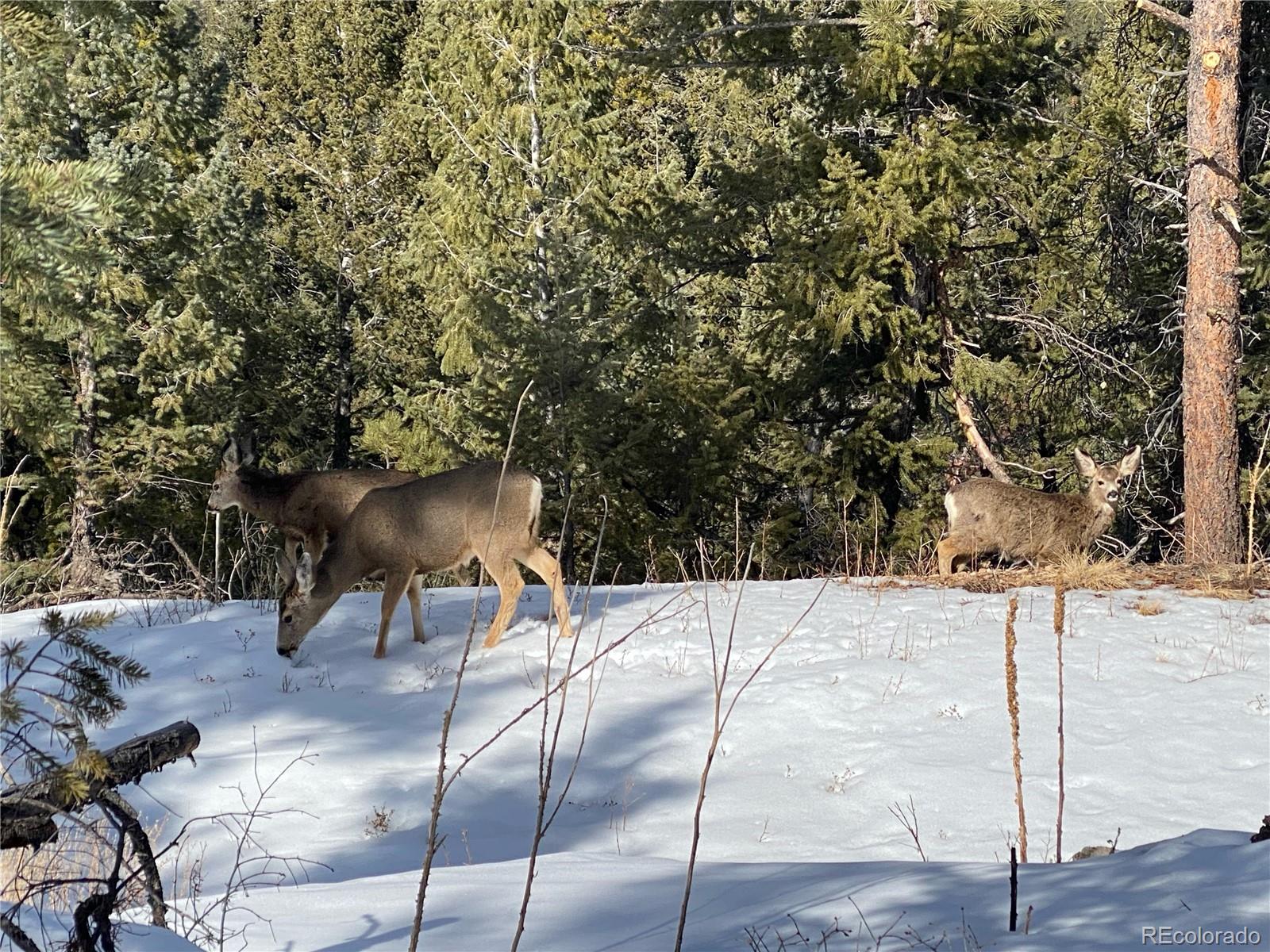 33884 Bergen View Trail