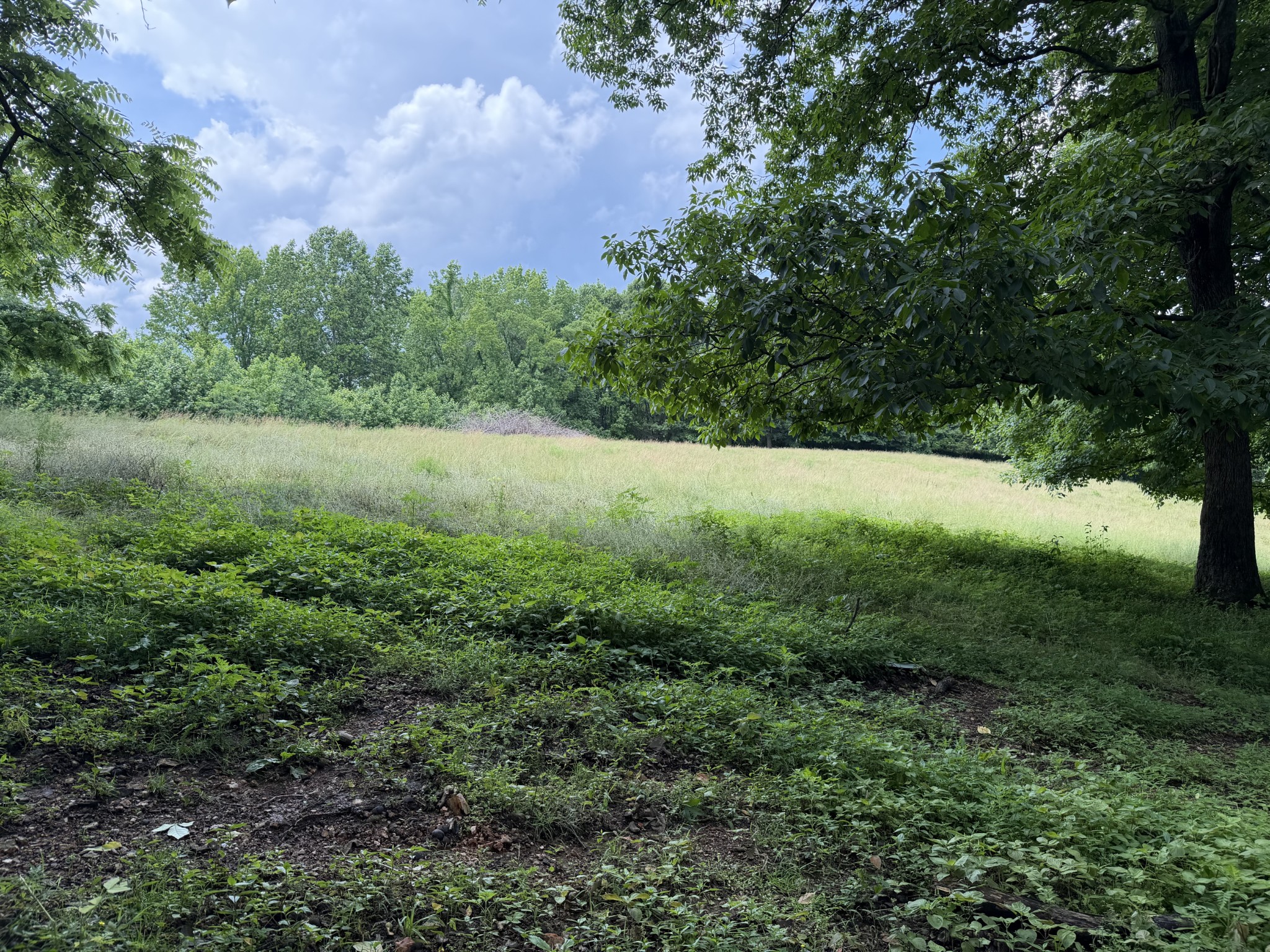 10.84 acres selling "AS IS". Adjoins house lot with the right to regroup day of auction. See MLS# 3223034 for house listing. Contact office for private viewing.